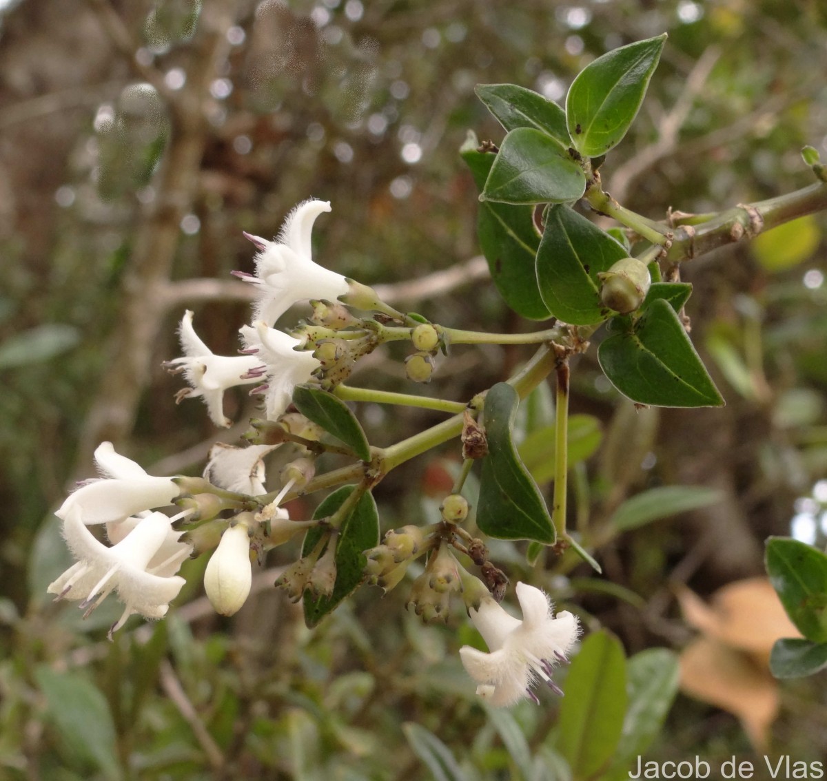 Hedyotis trimenii var. trimenii Deb & Ratna Dutta
